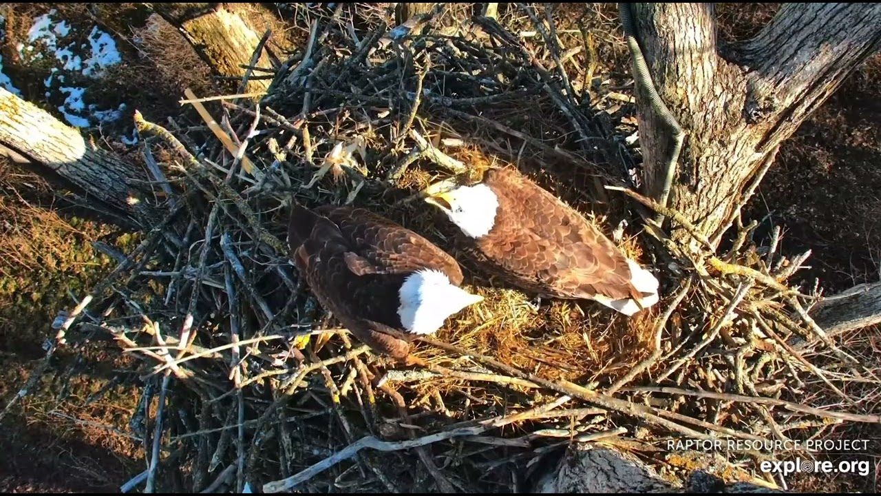 DN. Mr. North to the nest as DNF flies in. UM follows again and lands above.  Explore.org 2/16/26