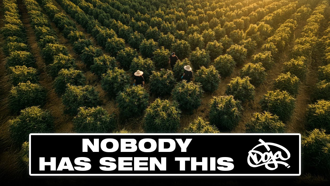 Inside DOJA&rsquo;s Secret Grow: Rarest Genetics You&rsquo;ve Never Seen