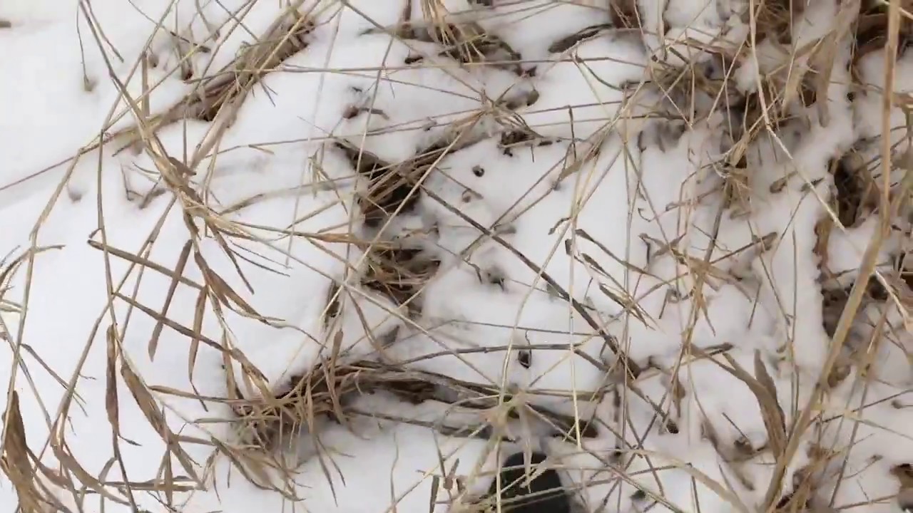 ASMR  Fresh Snow and Dry Grass | Rustling Crunching | Rubber Boots