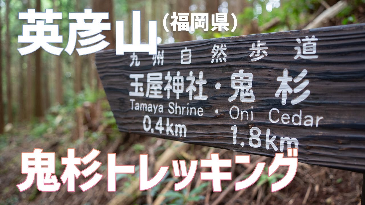【日帰り登山】英彦山の鬼杉は想像を遥かに越える迫力のパワースポットでしたよ！　2023.09.02