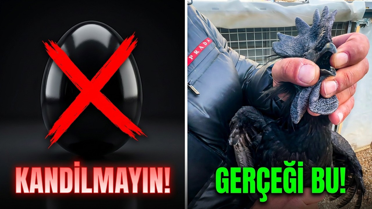 AYAM CEMANİ GERÇEKLERİ | KANDILMAYIN | IRK ÖZELLİKLERİ