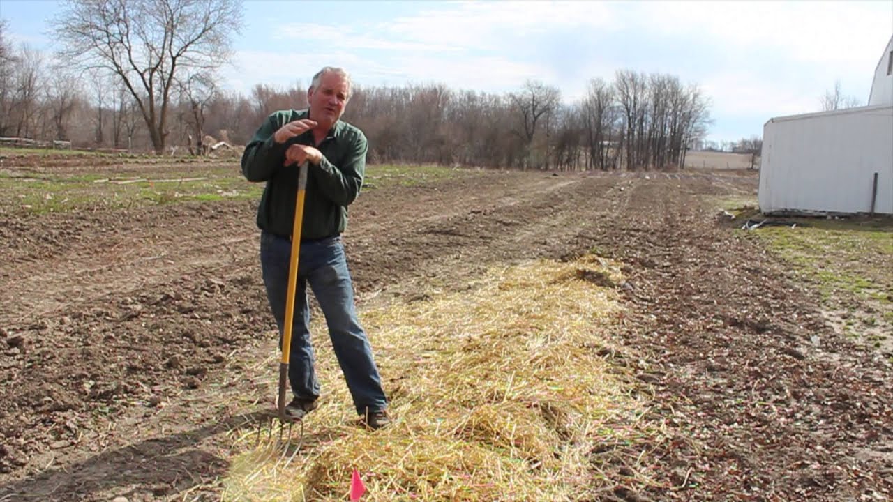 Mulching Strawberries for Winter Protection, Weed Control and Berry Quality  | Indiana Berry