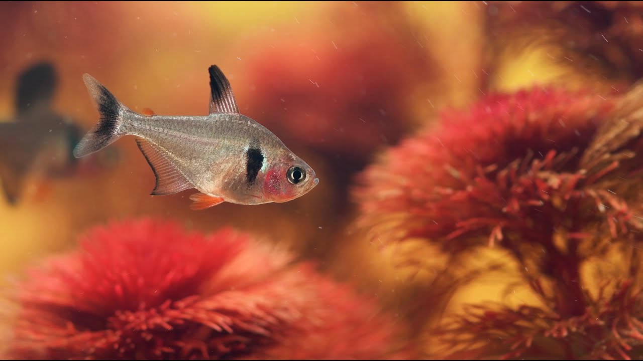Black Phantom Tetra Biotope