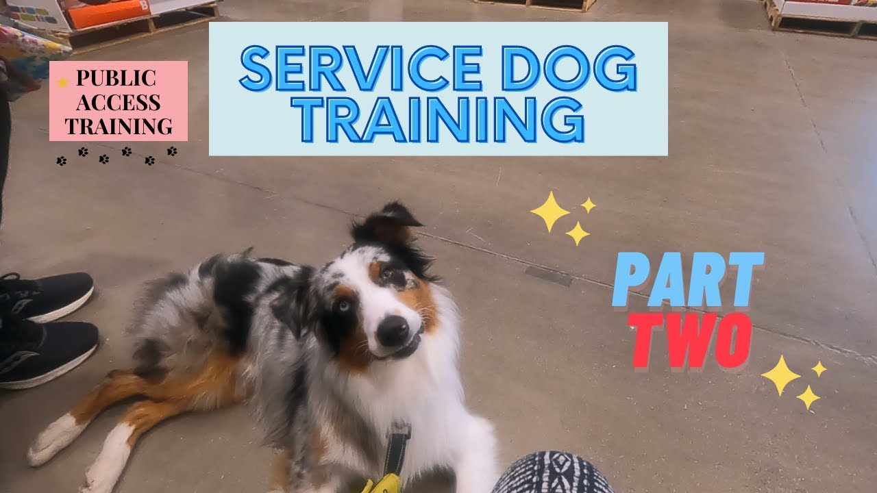 Service Dog Training Vlog: Public Access Training Pt. 2: public distractions | Australian Shepherd