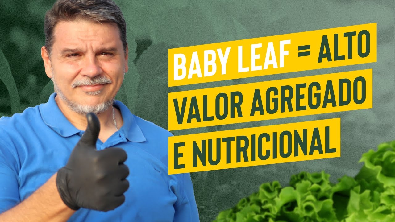PRODUZINDO AS BABY LEAFS - Alto valor agregado e nutricional