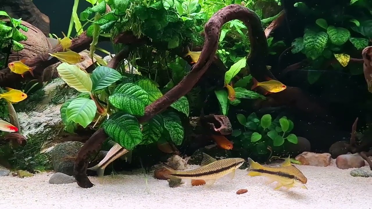 Plantado 1 ano!
