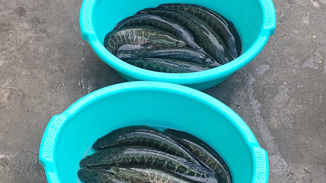 Илонбалк бокиш уйда урганамз Tel 942370606 Ikromjon