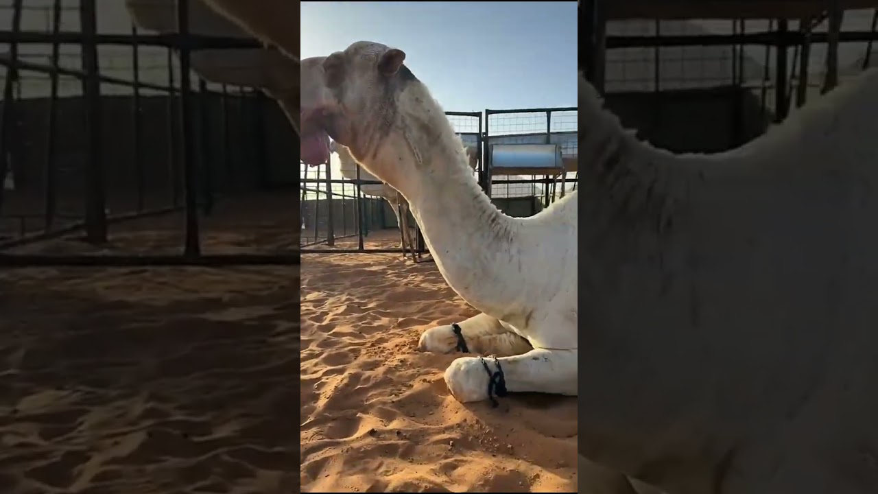 مساء الخير يا وجيه الخير❤️