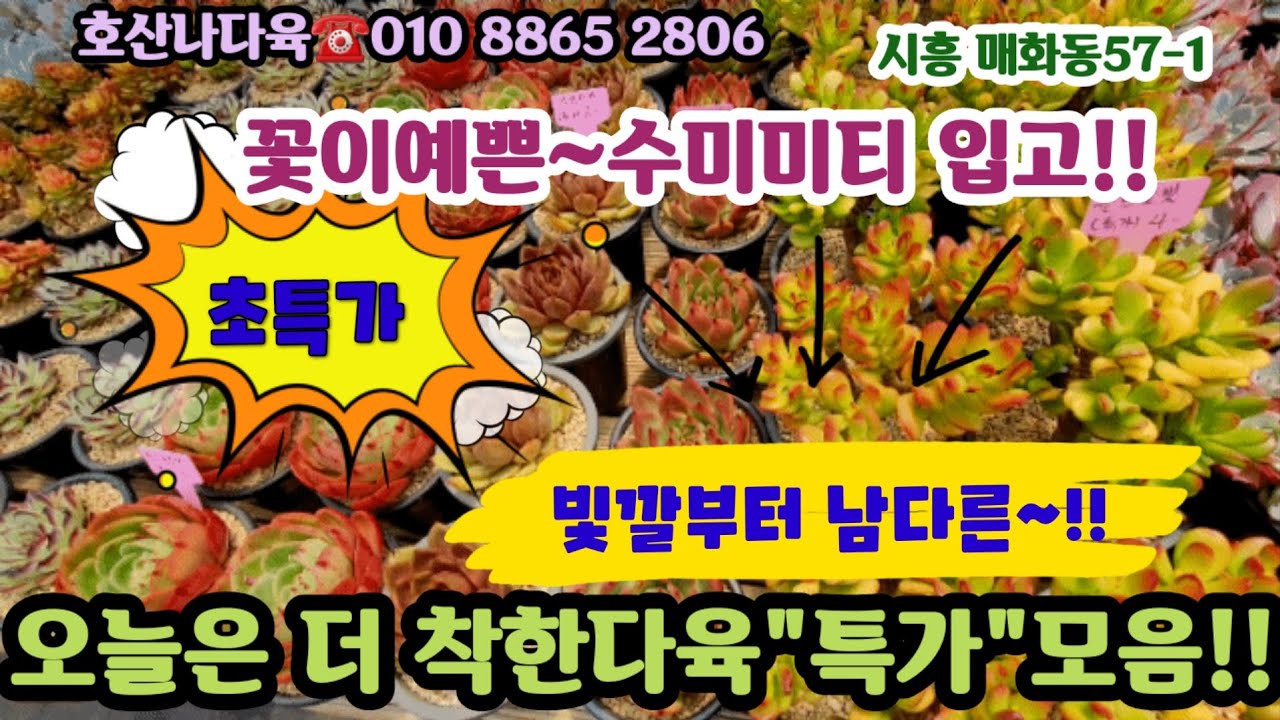 호산나다육에 초특개모음!! 색갈부터 남다른다육 착한득템하세요🌸수미미티  블루엘프 핑크플로라#초보다육 #다육쇼핑