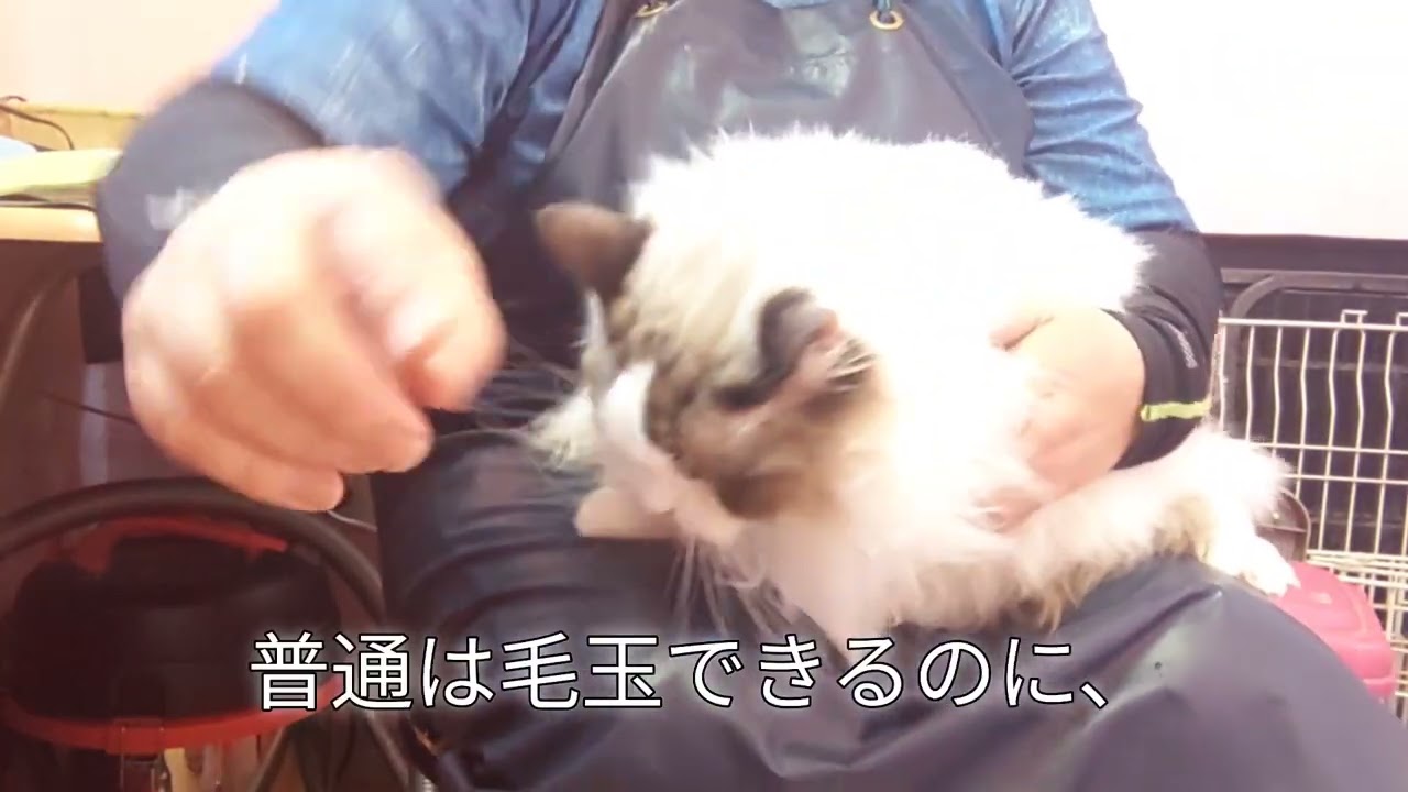 ＃ラグドール#猫トリミング＃猫シャンプー#三太くん