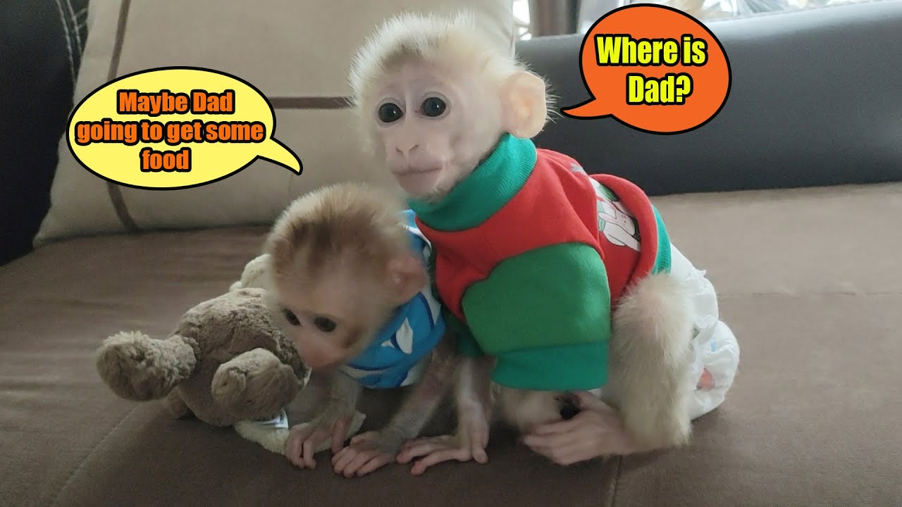 Funny moments of baby monkeys Ricky and Rocky