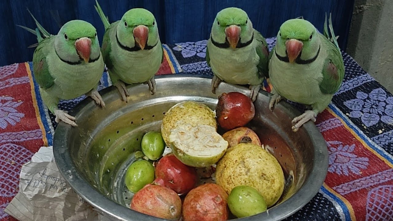 Radhe Radhe|| 🔴 Live Bolta Parrot Real Time Reaction 🦜|| Live Parrot Cam 🦜 | Non Stop Talk & Fun