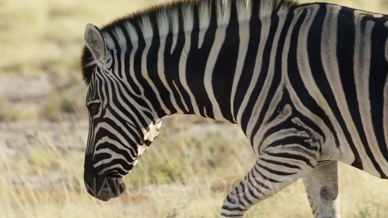 Burchell's Zebra walking across the grassland