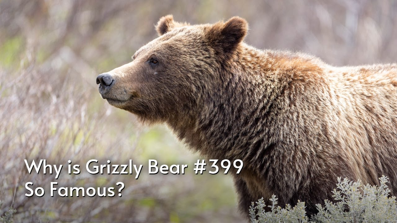 Find Out Why Grizzly Bear 399 is SO FAMOUS! History of an Icon