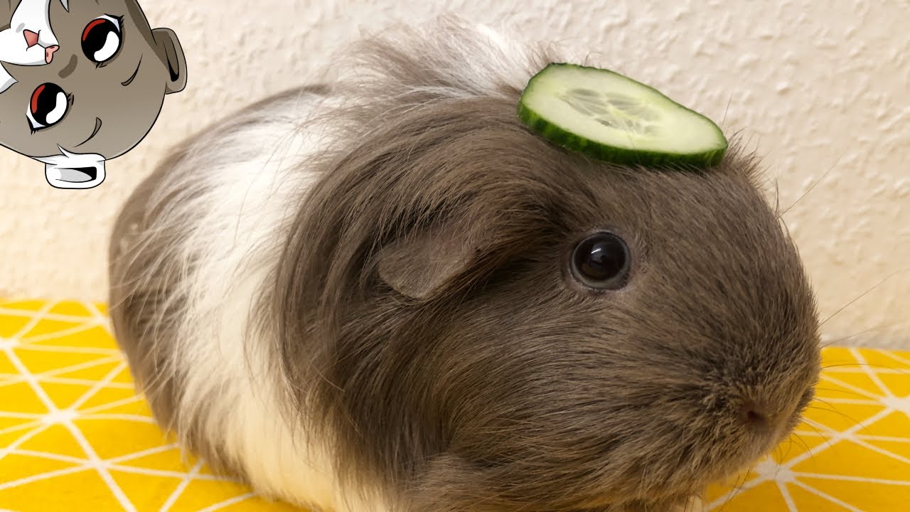 Meerschweinchen Potato rennt durch die Wohnung und kackt mir auf die Hose | Die Müffelstücke