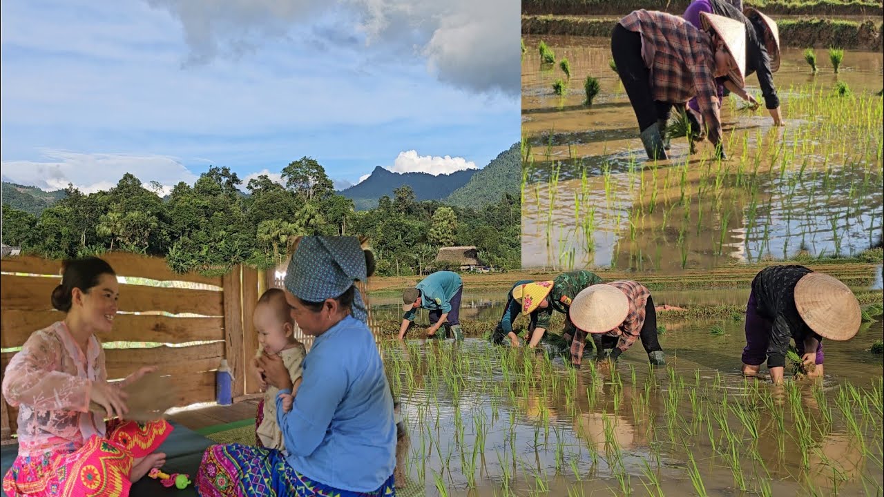 Rural Life:My mother and I work as rice farmers to earn money to make ends meet | Nhung's daily life