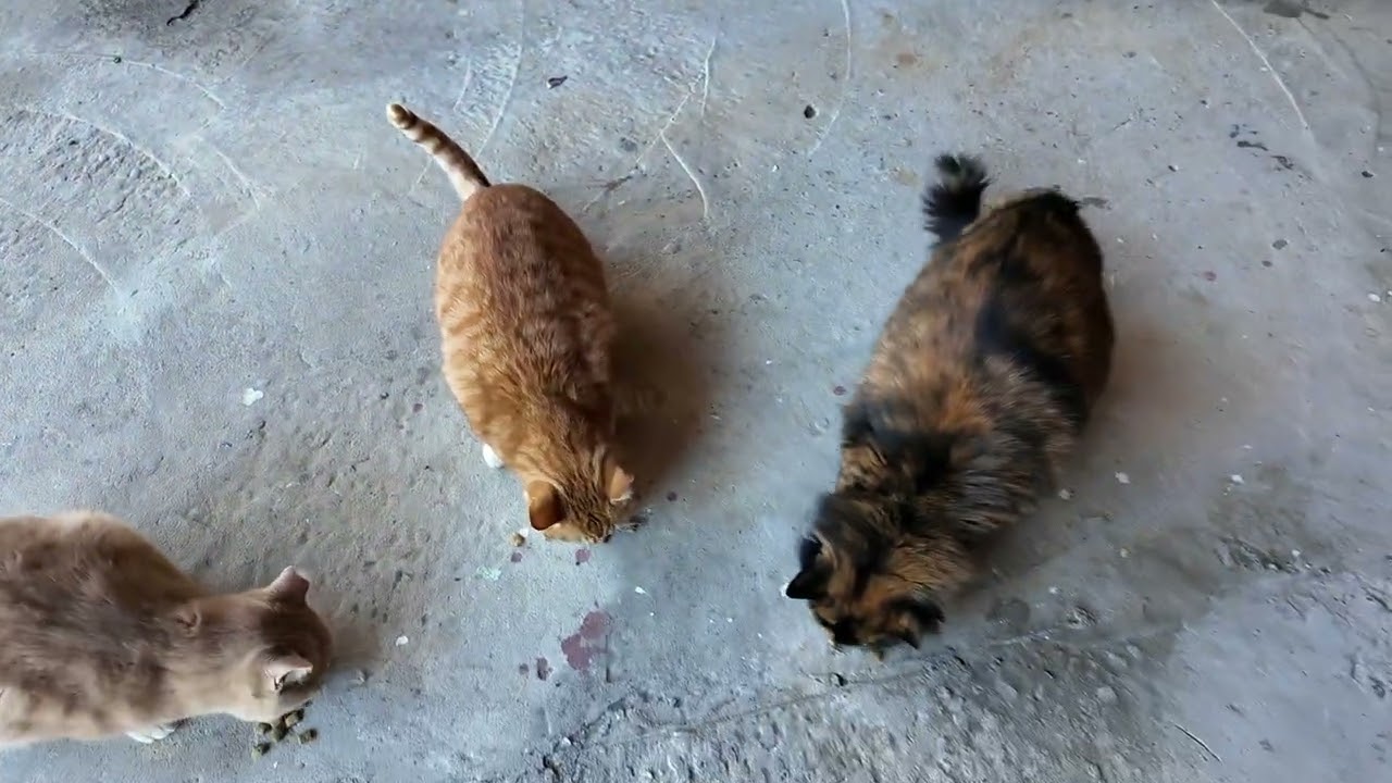 Feeding Cats and Exploring Farm (Feb 1, 2026)