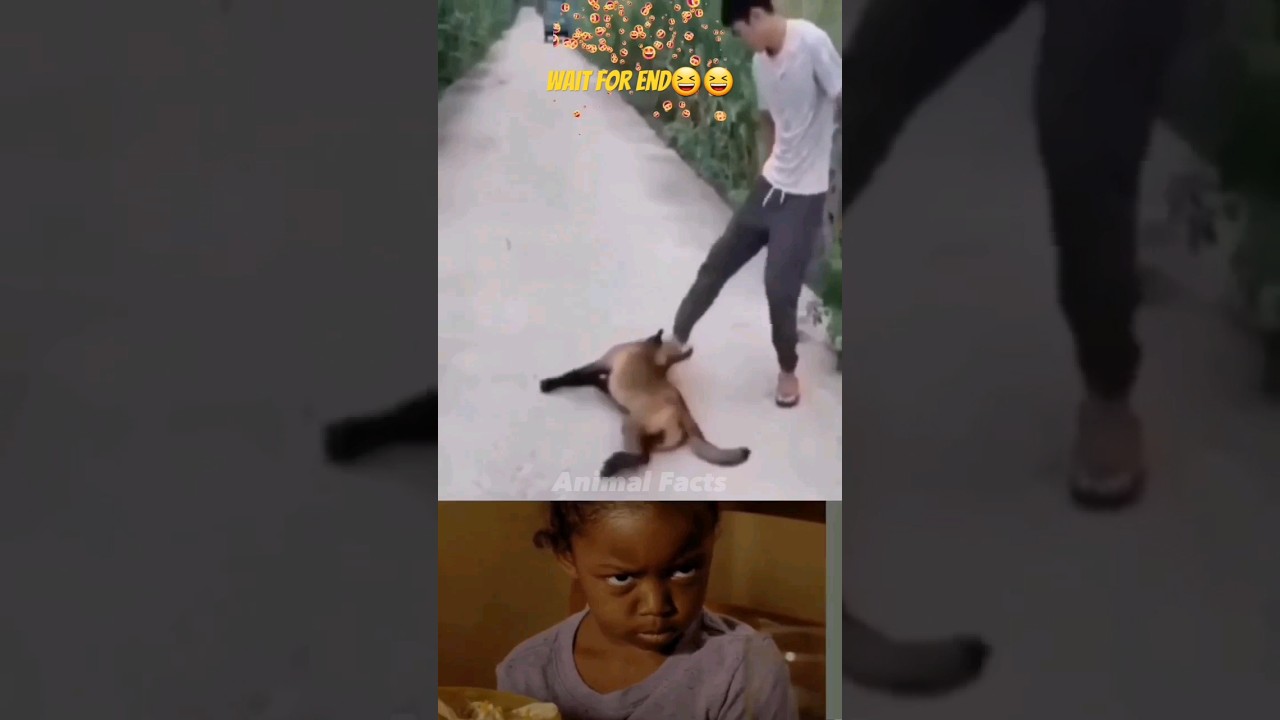 Unveiling the Brilliance of Smart Fox: The Ultimate Intelligent Companion #animals #shorts #skills