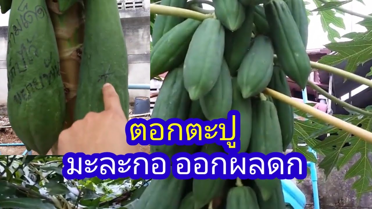 ทำแบบนี้มะละกอ​ ออกผล​ดก​ ต้นเตี้ย