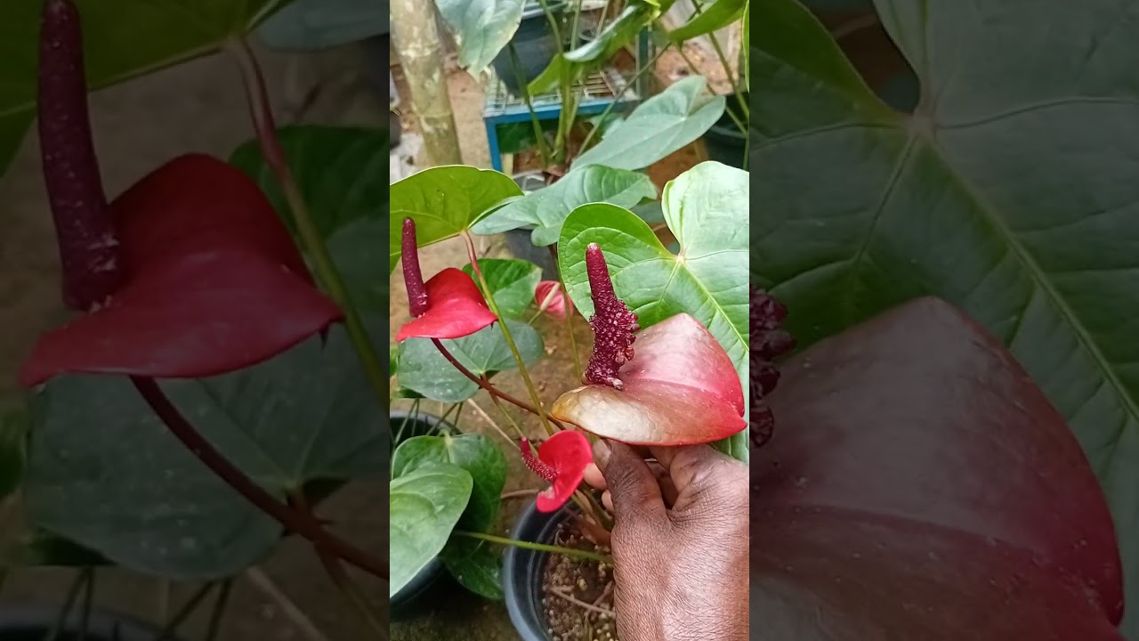 අද මිල යන විදිහට අතට ලාබම ලාබ පැකේජ් එකක් යාලුවනේ කවුද  වාසනාවන්තයා 💐💐💐📞0771020879💛