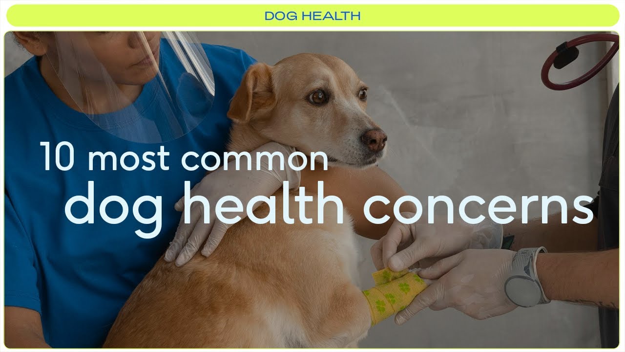 10 most common health problems in dogs you should know about