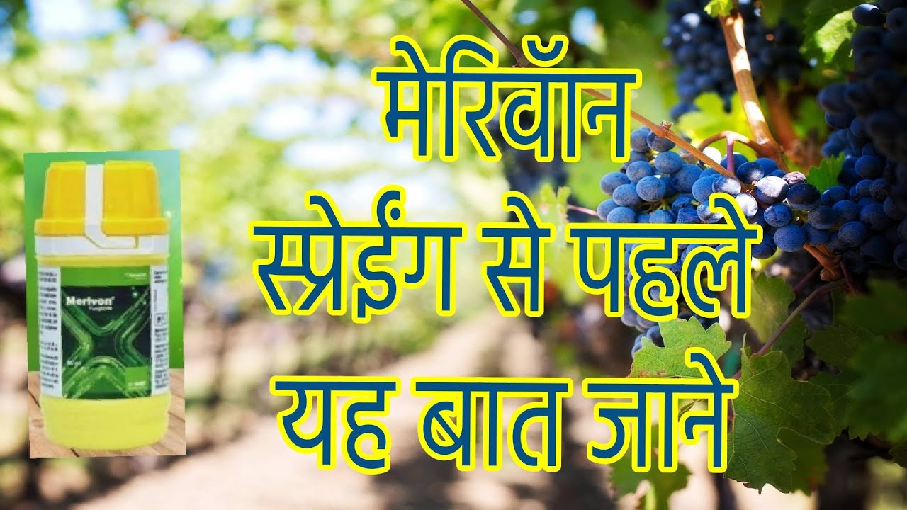 merivon fungicide/basf merivon/merivon fungicide price/merivon fungicide cost