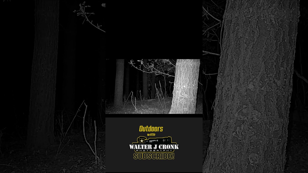 Amazing Encounter: Huge White-Tailed Buck Caught on Trail Camera!