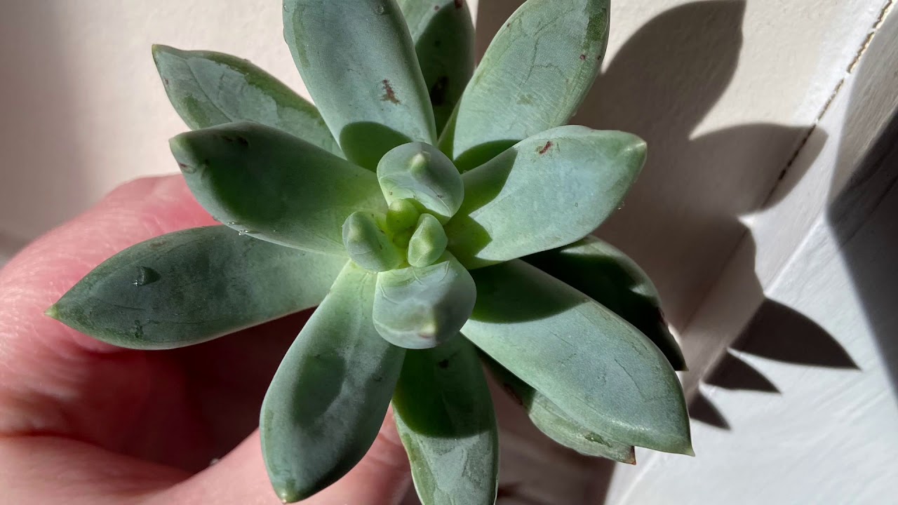 Pachyphytum Hookeri unboxing 🌵