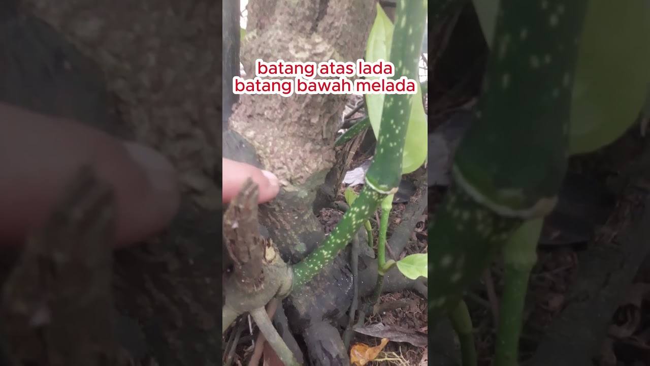 Begini titik sambungan lada sambung melada setelah 5 tahun