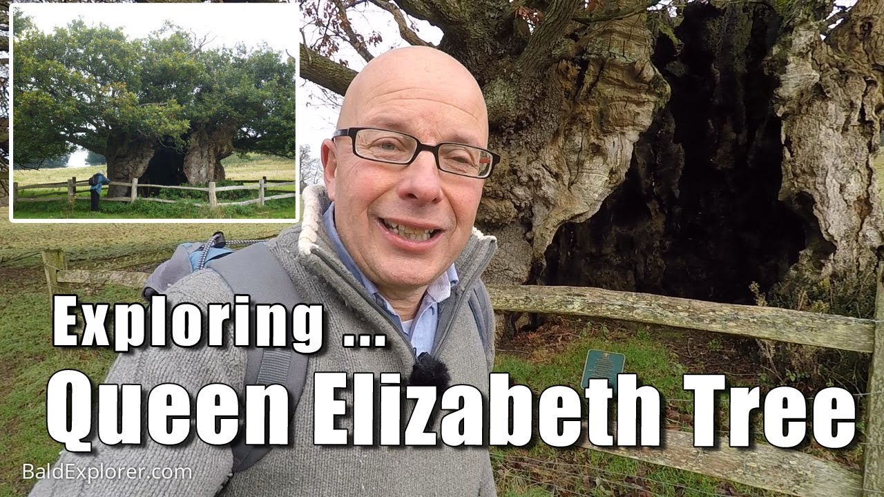 Walks in Sussex: Queen Elizabeth Tree, Cowdray Park, West Sussex