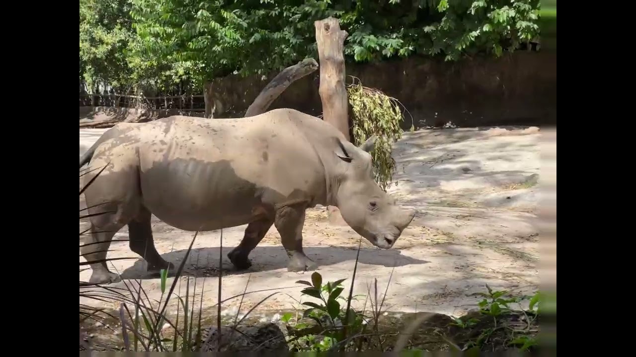 Singapore 🇸🇬Zoo, Splash 💦 Safari, into the Wild 🤪 River Wonders, Churros Republic今天在新加坡🇸🇬动物园完成✅1️⃣万步