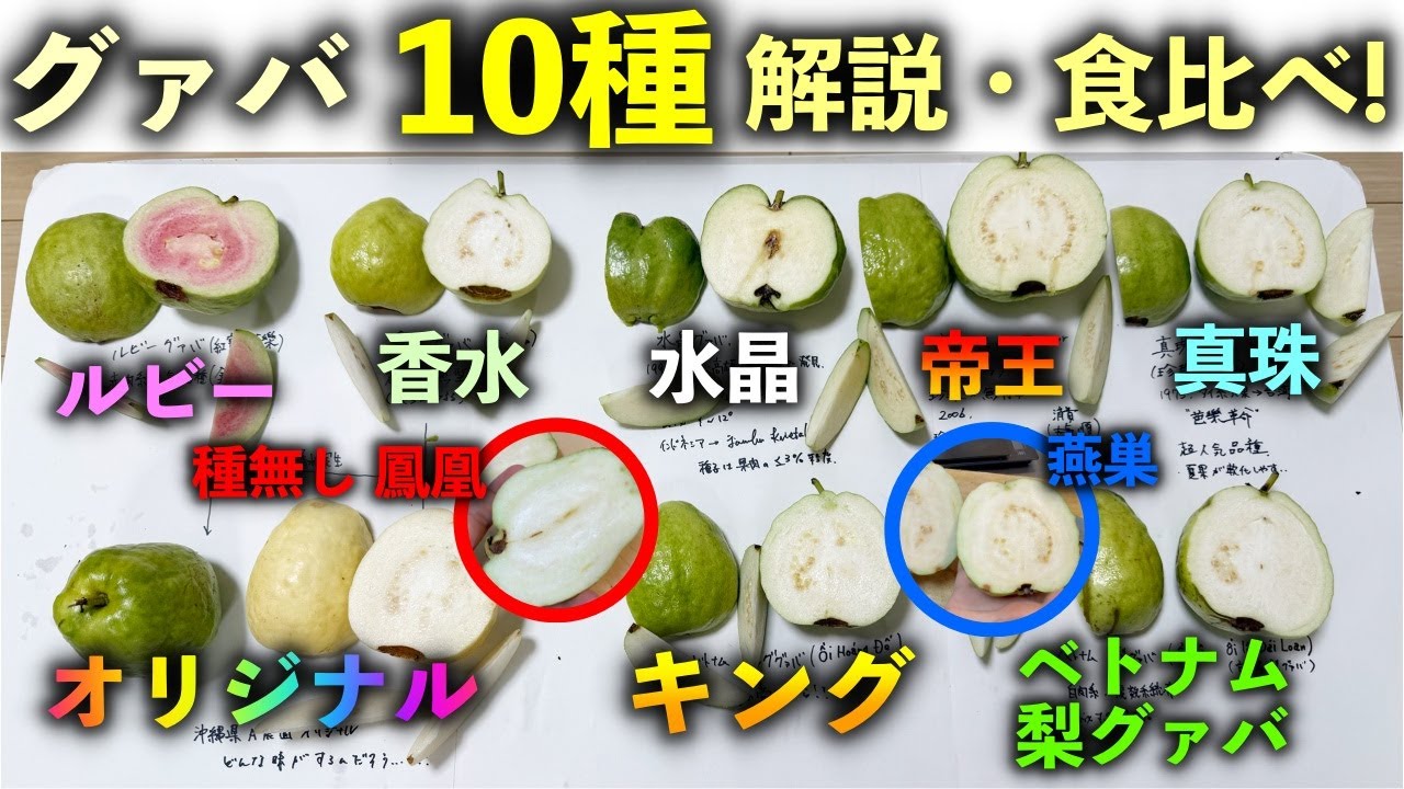 【買う前に見て！】グァバの１０品種の徹底解説＆食レポ！糖度計測！この中で最も美味しい品種は．．．．．