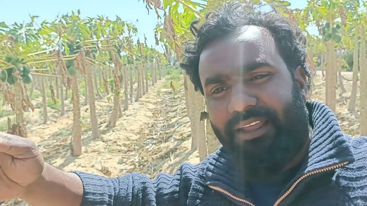 الخبير الهندي يحدثكم عن زراعة الفواكه المربحة في مصر ومدي الطلب عليها في العالم