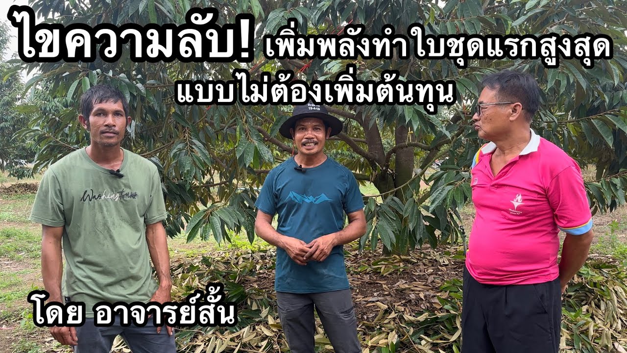 ไขความลับ! ทำไมไม่ตัดแต่งกิ่งทันทีหลังเก็บลูก แต่เก็บแขนงและกิ่งก้านไว้ | อาจารย์สั้น & น้องเล็ก