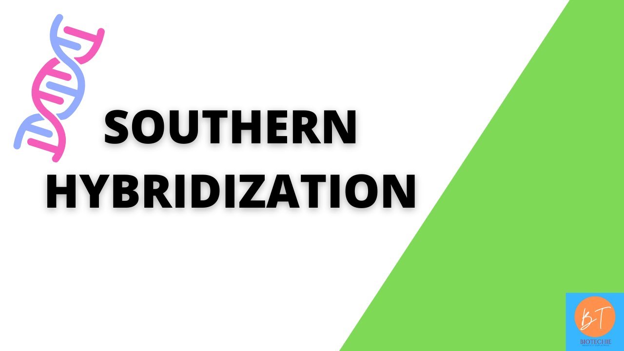 Southern Hybridization | Southern Blotting - Complete procedure step by step & Applications