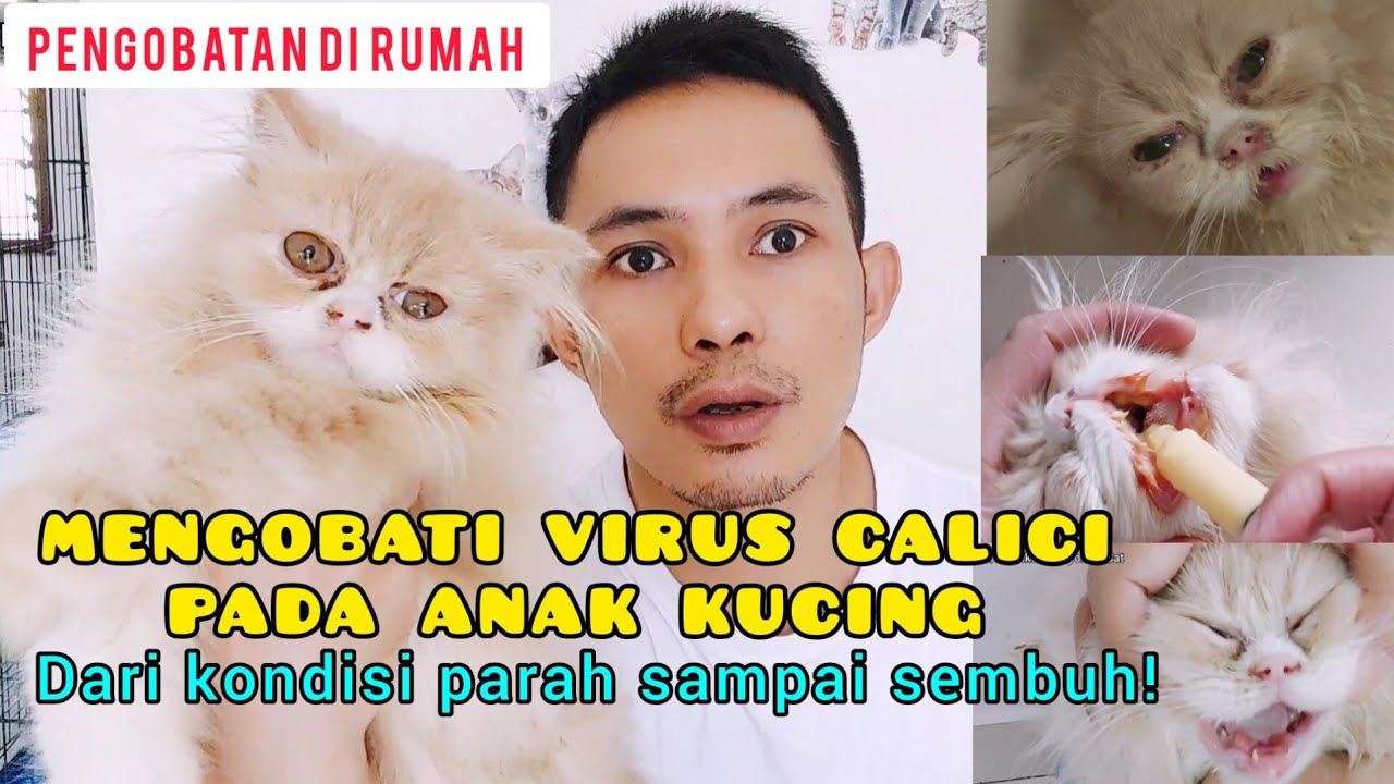 CARA MENGOBATI VIRUS CALICI KUCING SAMPAI SEMBUH - Virus calici kucing bisa sembuh