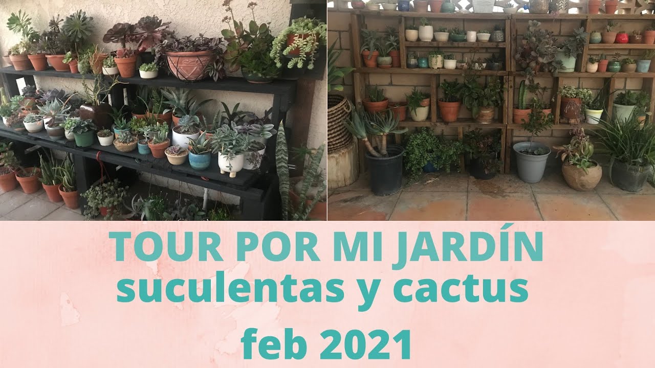 TOUR POR MI JARDIN   suculentas y cactus.(febrero 2021)