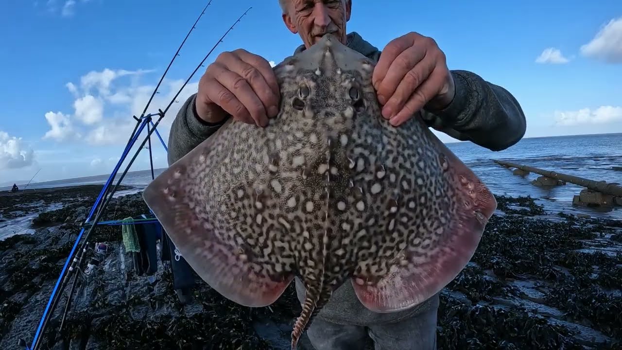 BUSY SESSION AT KILVE,   8 11 25.. #beachfishing #seafishinguk #bristolchannel