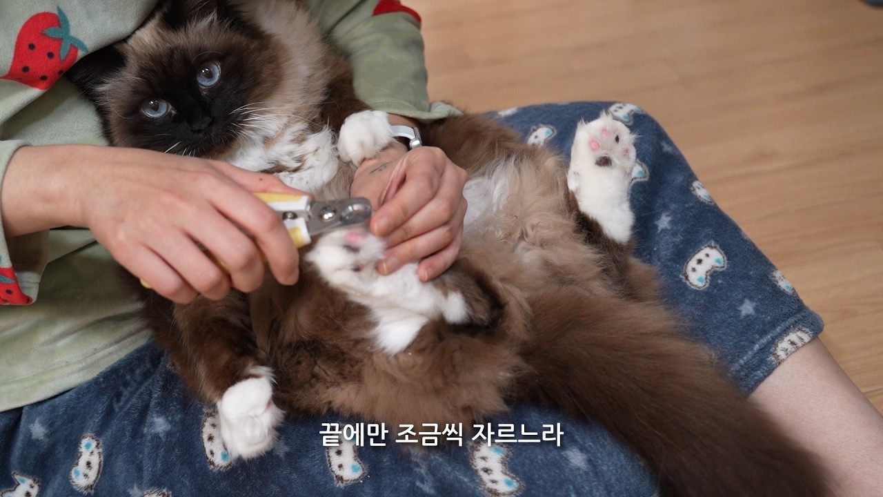 엄살 만렙 고양이와 험난한 발톱 깎기 여정
