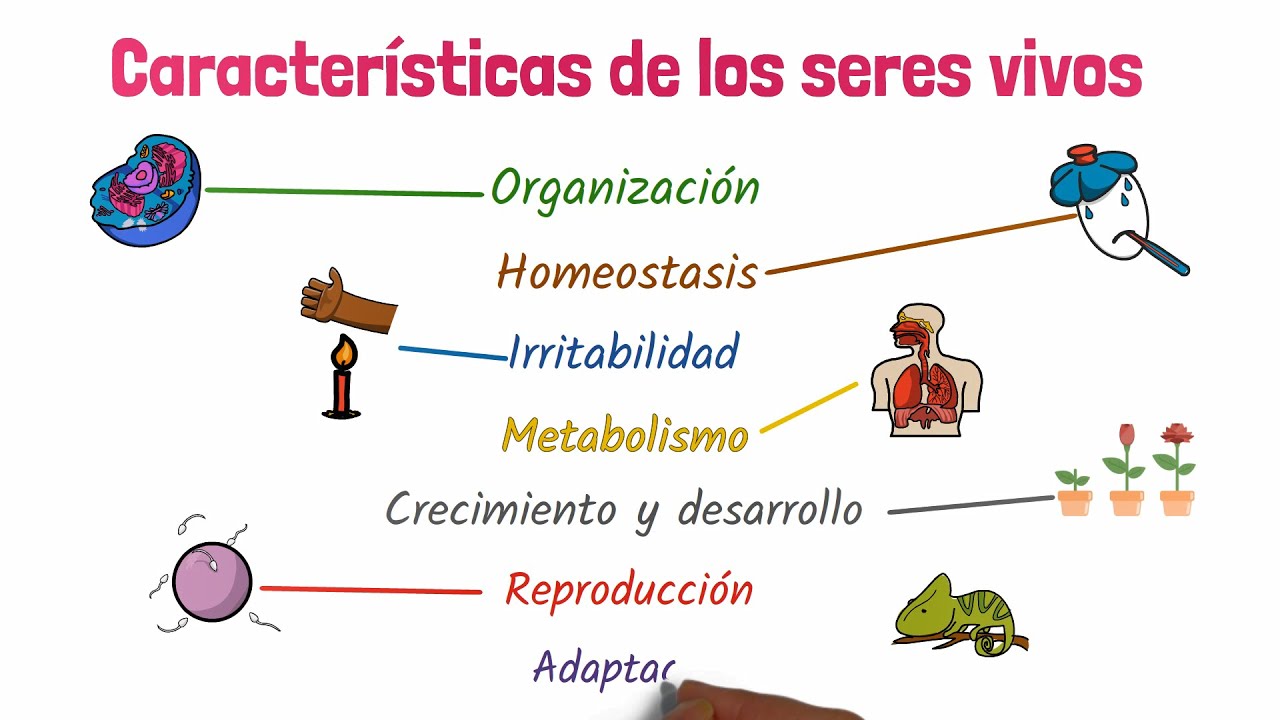 Caracter&iacute;sticas de los seres vivos