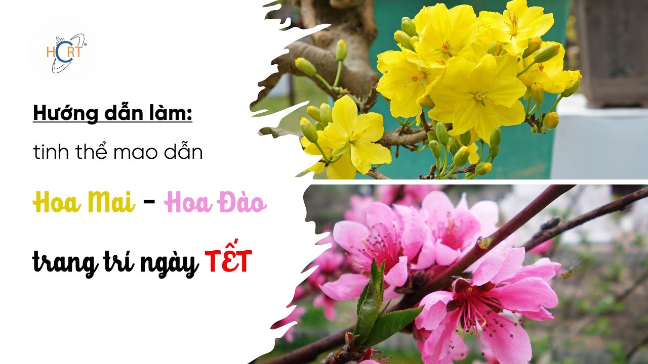 HD #27: Hướng dẫn làm tinh thể mao dẫn Hoa Mai - Hoa Đào trang trí ngày TẾT | HCRT - Tinh thể học