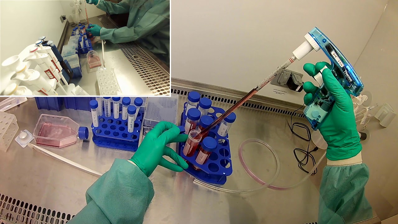BME 245L Summer 2020 Lab day 6: Get cells for cytotoxicity assay