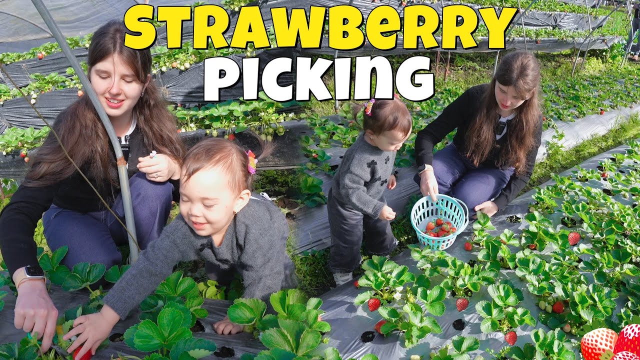 First Time Picking Strawberries on a Farm . We Used to Do This Only in the Wild Back in My Country.