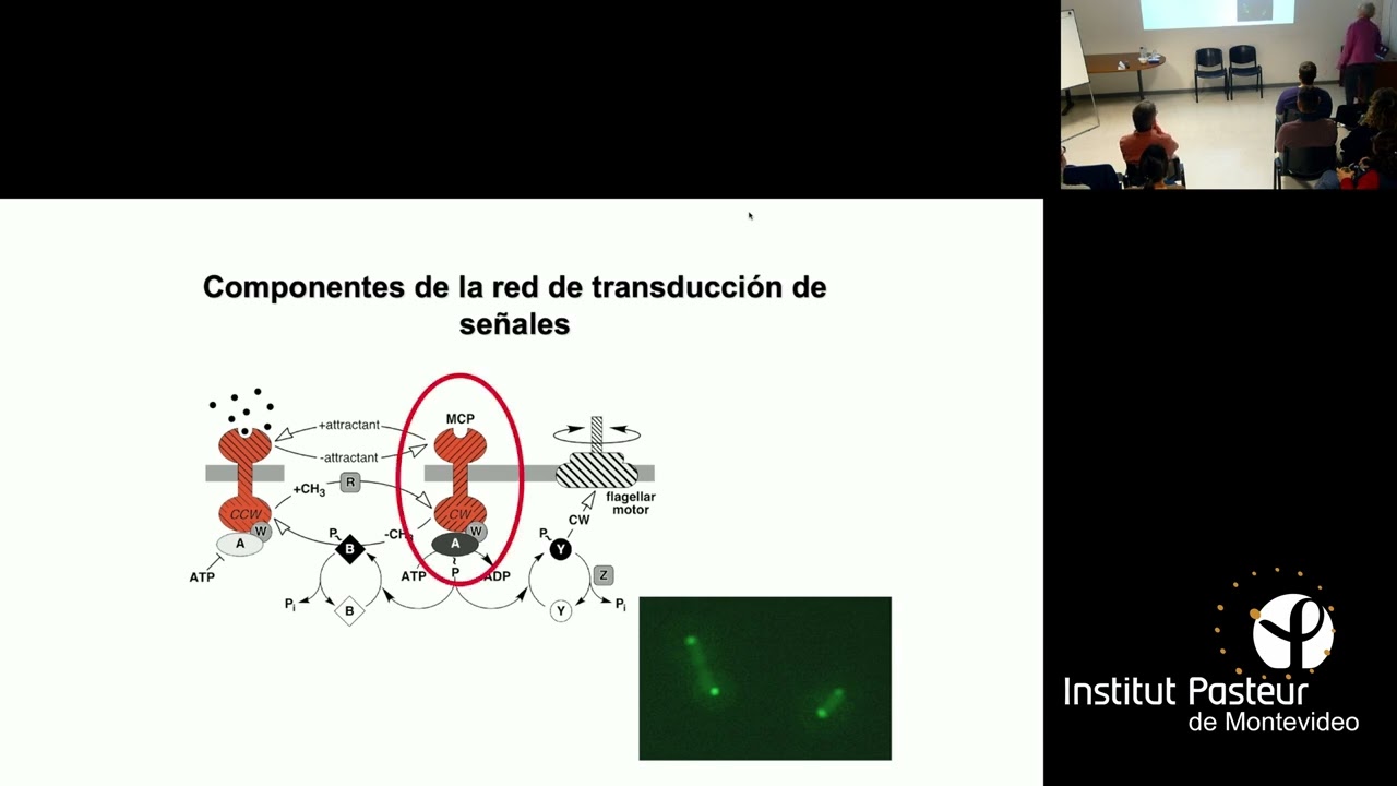 Ciclo de Seminarios 31/07/2025:  Dra. Claudia Studdert