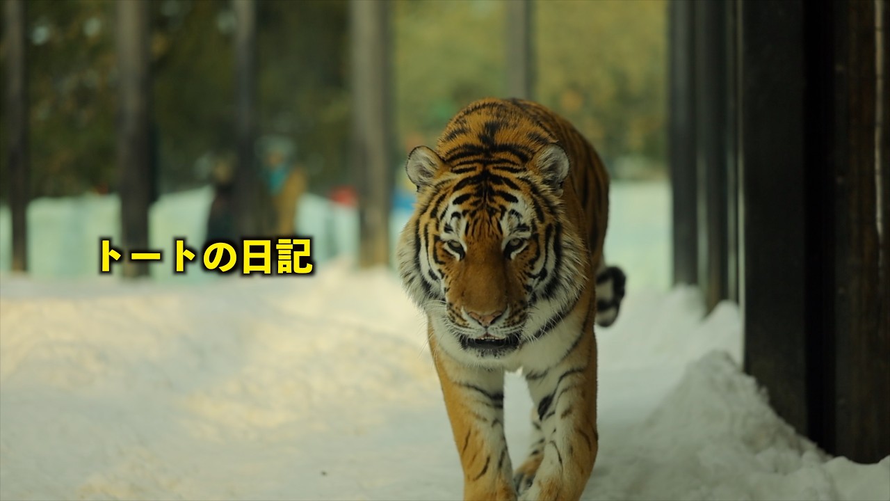 円山動物園アムールトラ　トートの日記　HDR　4K30P