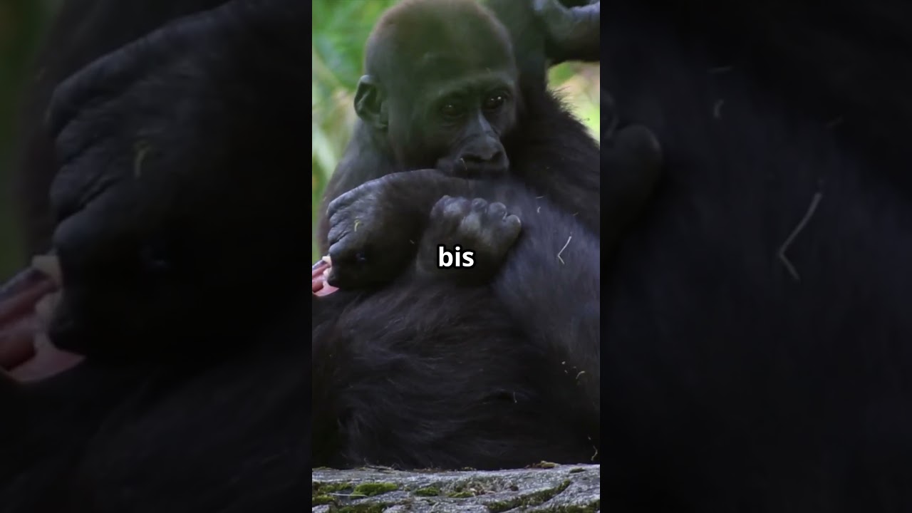 Gorilla Familie  Faszinierende Einblicke! 🦍