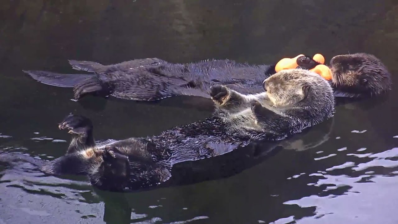 Float with Rescued Sea Otter Katmai