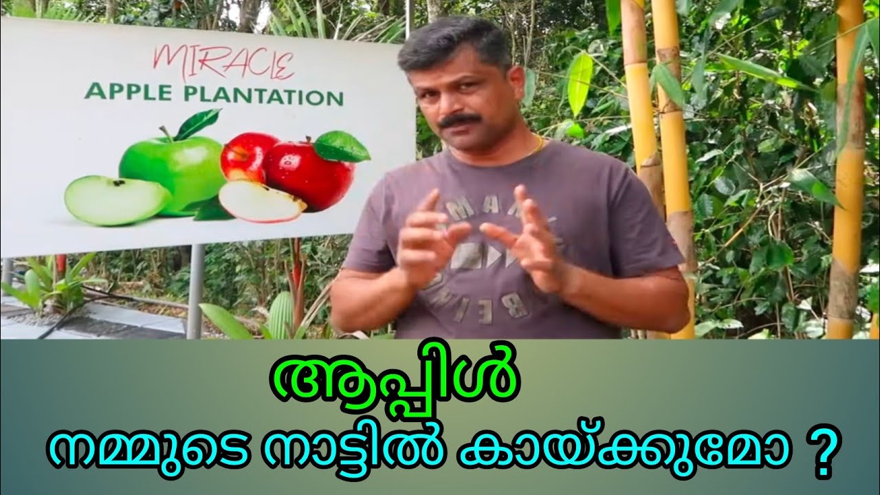 ആപ്പിൾ കൃഷി -Tropical claimate