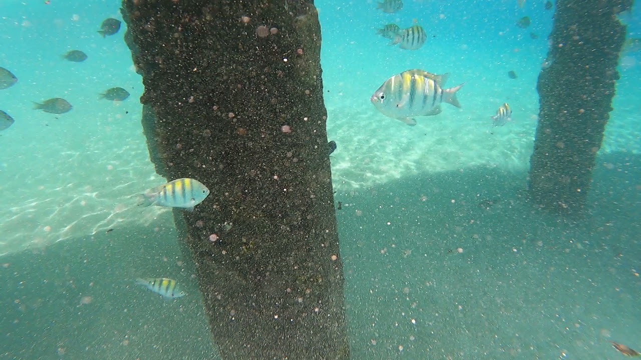 Crash Boat Beach, Aguadilla, Puerto Rico - Tropical fish around pier