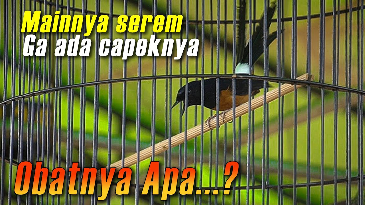 OBATNYA APA⁉️sesi pertama juara 1, sesi ke 2 nyerang lawan